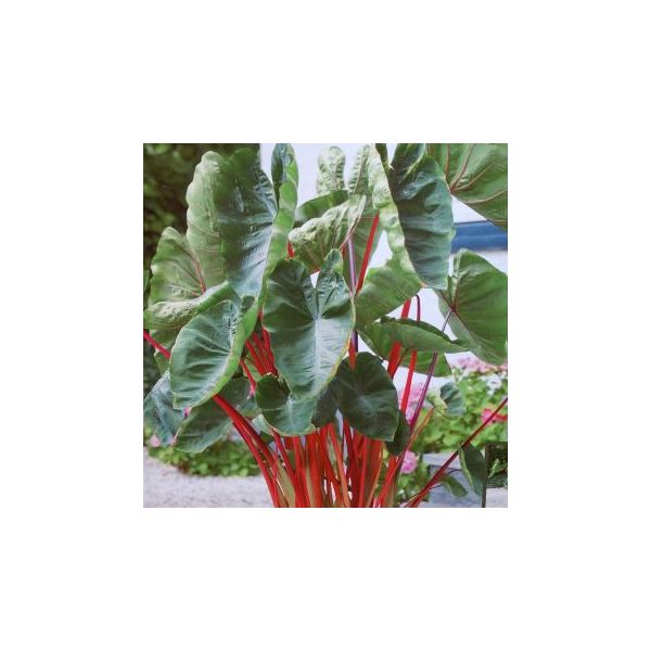 Colocasia Esculenta Hawaiian Punch - 1 bulb - Longfield Gardens