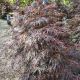 MAPLE JAP CRIMSON QUEEN #5