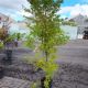 MAPLE JAP CORAL BARK #5