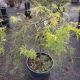 MAPLE JAP VIRIDIS #10