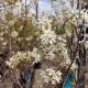 SERVICEBERRY AUT BRILLIANCE#15