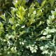 BOXWOOD GREEN VELVET #2