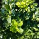 BOXWOOD GREEN VELVET #3