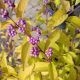 BEAUTYBERRY EARLY AMETHYST #3