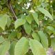 HORNBEAM AMERICAN 1.75