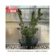 SMOKE BUSH ROYAL PURPLE #15