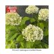 HYDRANGEA INCREDIBALL #3