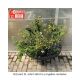 ST JOHNSWORT HIDCOTE #3