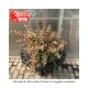 ST JOHNSWORT TRICOLOR #3