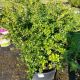 HOLLY JAPANESE GREEN LUSTER #3