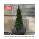 SPRUCE DWARF ALBERTA #2