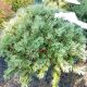 PINE MUGO SLOWMOUND #3