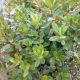 RHODODENDRON PJM #5