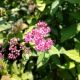 SPIREA ANTHONY WATERER #3