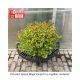 SPIREA MAGIC CARPET #3