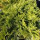 ARBORVITAE GRUNE KUGEL #2