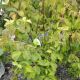 gingko