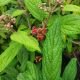 VIBURNUM ALLEGHANY #3