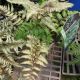 FERN JAPANESE PAINTED #1