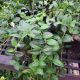 Vinca Myrtle #1