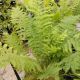 FERN OSTRICH #2