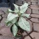 APHELANDRA ZEBRA PLANT