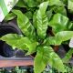 FERN 4