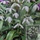 SNOWDROPS 15PP