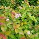 SPIREA DBLPLAY BIG BANG #3