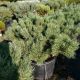 PINE DWARF BLUE SCOTCH #6