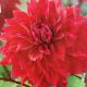 BULB DAHLIA DINNER PLATE BABYLON RED