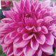 BULB DAHLIA DINNER PLATE LILAC TIME