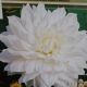 BULB DAHLIA DINNER PLATE SNOW COUNTRY