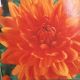 BULB DAHLIA PRINCE OF ORANGE