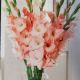 BULB GLAD PRETTY IN PNK MX10PP