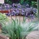 AFRICAN LILIES AGAPANTHUS BLUE