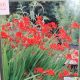 BULB CROCOSMIA LUCIFER