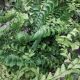 FERN MAIDENHAIR #1