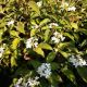 VIBURNUM SUMMER SNOWFLAKE #5