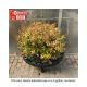 ABELIA KALEIDOSCOPE #3