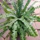 FERN LEMON BUTTON 6