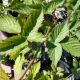 BLACKBERRY TRIPLE CROWN #1