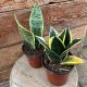 SNAKE PLANT 4