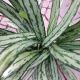 AGLAONEMA 6