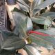 RUBBER PLANT BURGUNDY 10
