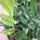ZZ PLANT