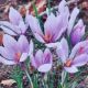 CROCUS FALL BLOOMING SAFFRON