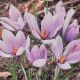 CROCUS FALL BLOOMING SAFFRON