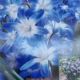 CHIONODOXA BLUE GIANT 20PP
