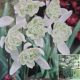 SNOWDROPS DOUBLE 7PP